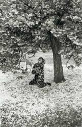 Boubat - Cerisier - Parc de Sceaux 1983