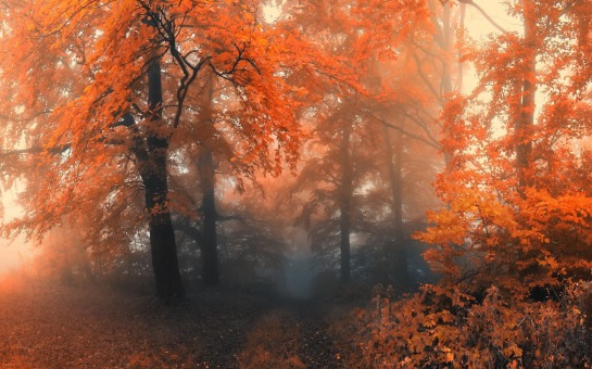 Forêt automne brouillard